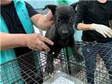 【待認養】混種犬 狗 (女生) - 桃園市動物保護教育園區