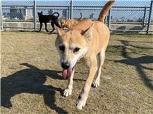 【待認養】混種犬 狗 (女生) - 新竹市動物保護教育園區