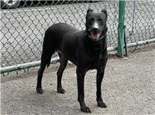 【待認養】混種犬 狗 (男生) - 臺北市動物之家