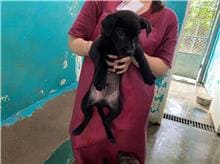 【待認養】混種犬 狗 (男生) - 新竹市動物保護教育園區