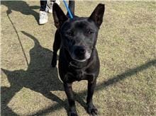 【待認養】混種犬 狗 (男生) - 新竹市動物保護教育園區