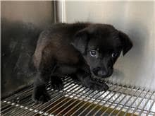 【待認養】混種犬 狗 (女生) - 新竹市動物保護教育園區