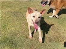 【待認養】混種犬 狗 (女生) - 新竹市動物保護教育園區