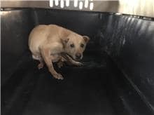 【待認養】混種犬 狗 (女生) - 新北市五股區公立動物之家