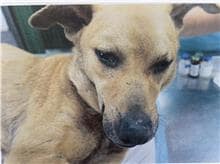 【待認養】混種犬 狗 (男生) - 新北市板橋區公立動物之家