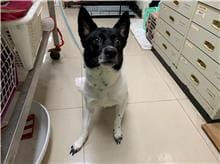 【待認養】混種犬 狗 (男生) - 臺北市動物之家