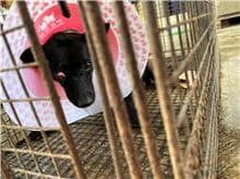 【待認養】混種犬 狗 (女生) - 澎湖縣流浪動物收容中心