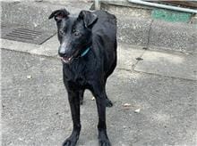 【待認養】混種犬 狗 (男生) - 臺北市動物之家