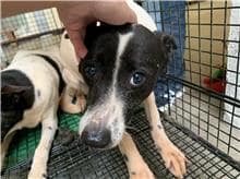 【待認養】混種犬 狗 (女生) - 桃園市動物保護教育園區