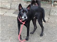 【待認養】混種犬 狗 (男生) - 臺北市動物之家