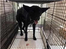 【待認養】混種犬 狗 (男生) - 金門縣動物收容中心