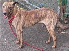 【待認養】混種犬 狗 (女生) - 臺北市動物之家