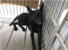 【待認養】混種犬 狗 (男生) - 新北市五股區公立動物之家