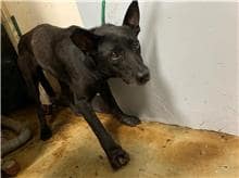 【待認養】混種犬 狗 (女生) - 臺北市動物之家