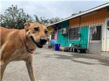 【待認養】混種犬 狗 (女生) - 屏東縣公立犬貓中途之家