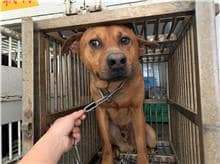 【待認養】混種犬 狗 (男生) - 桃園市動物保護教育園區