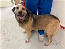 【待認養】混種犬 狗 (女生) - 臺北市動物之家