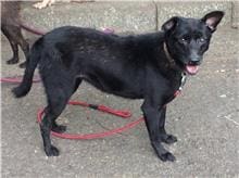 【待認養】混種犬 狗 (女生) - 臺北市動物之家