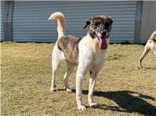 【待認養】混種犬 狗 (女生) - 新竹市動物保護教育園區