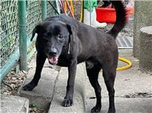 【待認養】混種犬 狗 (男生) - 臺北市動物之家