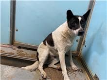 【待認養】混種犬 狗 (女生) - 臺北市動物之家