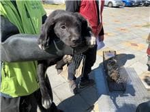 【待認養】混種犬 狗 (男生) - 桃園市動物保護教育園區