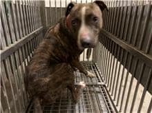 【待認養】比特犬 狗 (女生) - 桃園市動物保護教育園區