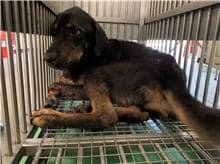 【待認養】混種犬 狗 (男生) - 桃園市動物保護教育園區