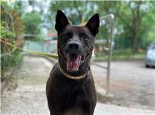 【待認養】混種犬 狗 (男生) - 臺北市動物之家