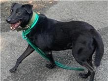 【待認養】混種犬 狗 (男生) - 臺北市動物之家