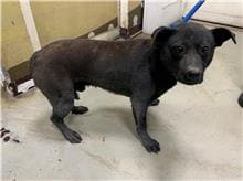 【待認養】混種犬 狗 (男生) - 臺北市動物之家