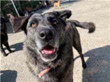 【待認養】混種犬 狗 (男生) - 屏東縣公立犬貓中途之家