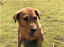 【待認養】混種犬 狗 (女生) - 新竹市動物保護教育園區