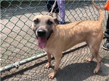 【待認養】混種犬 狗 (女生) - 臺北市動物之家