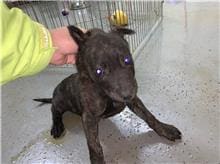 【待認養】混種犬 狗 (女生) - 桃園市動物保護教育園區