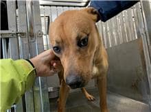 【待認養】混種犬 狗 (男生) - 桃園市動物保護教育園區