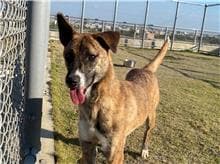 【待認養】混種犬 狗 (女生) - 新竹市動物保護教育園區