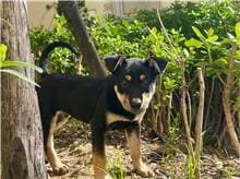 【待認養】混種犬 狗 (男生) - 新竹市動物保護教育園區