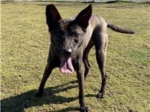 【待認養】混種犬 狗 (女生) - 新竹市動物保護教育園區