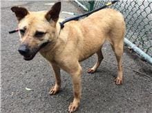 【待認養】混種犬 狗 (女生) - 臺北市動物之家