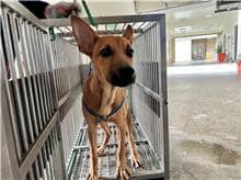 【待認養】混種犬 狗 (女生) - 桃園市動物保護教育園區