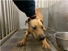 【待認養】比特犬 狗 (男生) - 桃園市動物保護教育園區