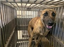 【待認養】混種犬 狗 (男生) - 桃園市動物保護教育園區