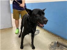 【待認養】混種犬 狗 (男生) - 臺北市動物之家