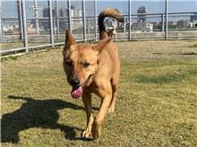 【待認養】混種犬 狗 (女生) - 新竹市動物保護教育園區