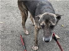 【待認養】混種犬 狗 (男生) - 臺北市動物之家