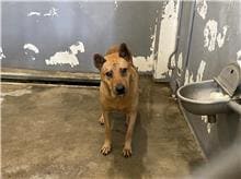 【待認養】混種犬 狗 (男生) - 新竹市動物保護教育園區