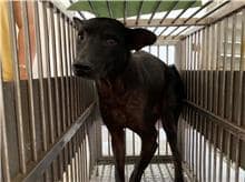 【待認養】混種犬 狗 (男生) - 桃園市動物保護教育園區