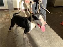 【待認養】混種犬 狗 (男生) - 桃園市動物保護教育園區