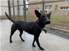 【待認養】混種犬 狗 (女生) - 桃園市動物保護教育園區